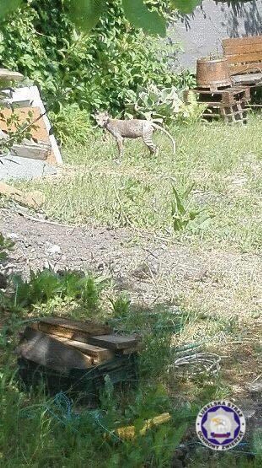 Tajemniczy stwór sfotografowany w Lublinie