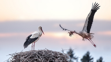 Ornitolodzy: trudno wskazać przyczynę wczesnego odlotu bocianów