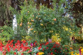 Od ove mešavine CVEĆE ĆE BUJATI KAO LUDO, PUŽEVI BEŽE, A ZEMLJA ĆE BITI PLODNA: Jeftin sastojak koji čini čuda za baštu