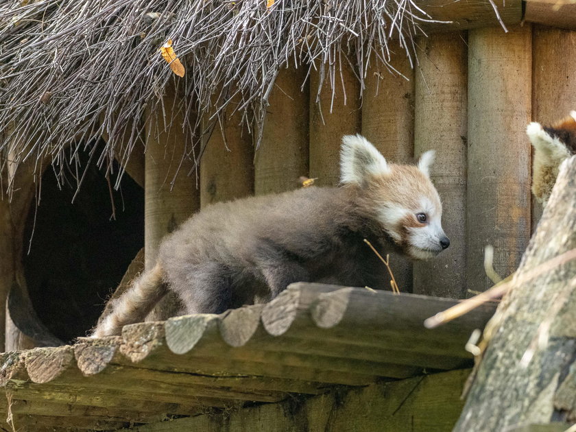 Panda mała poznaje świat 