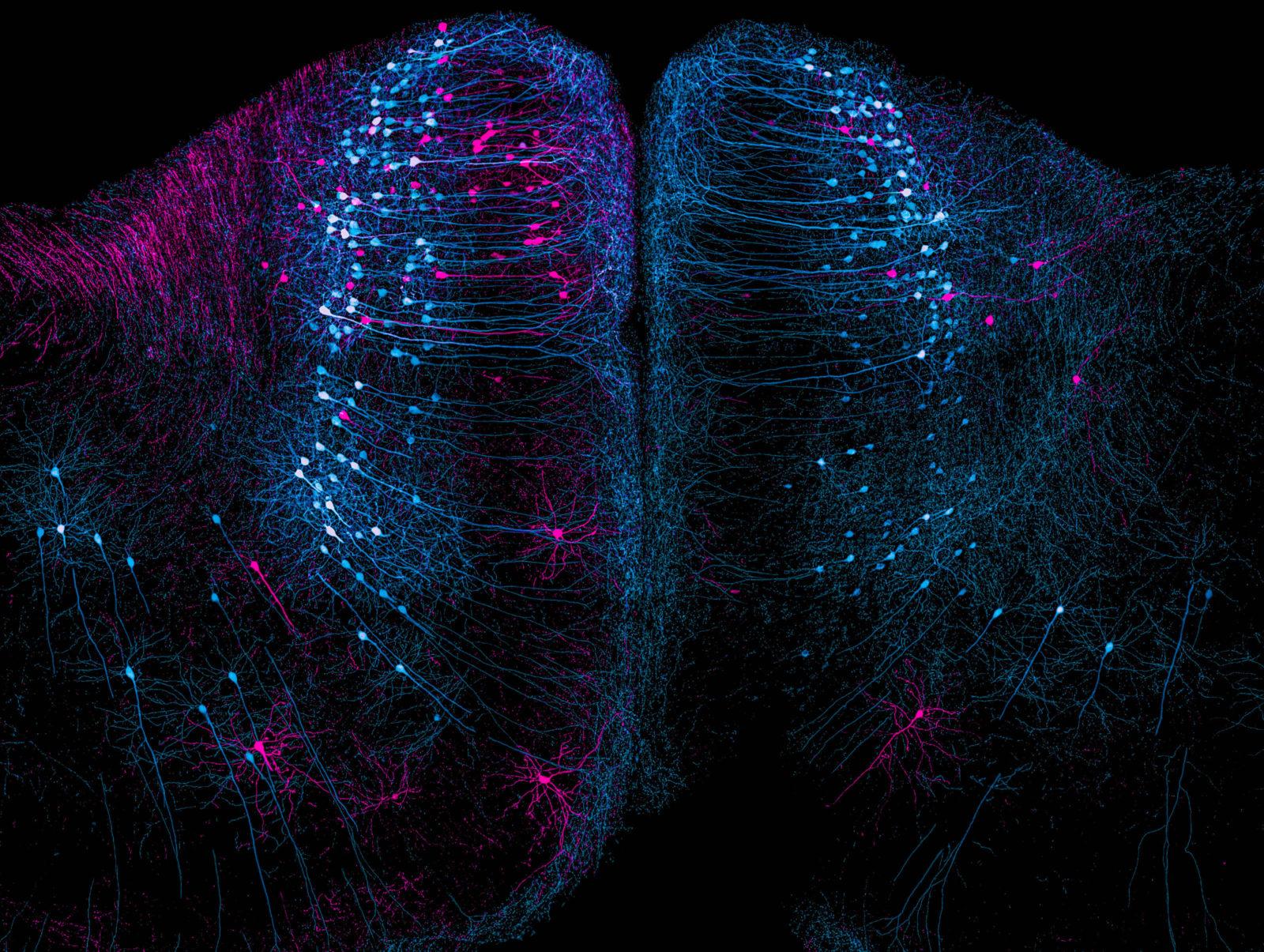 Neuróny v kôre mozgu myši od autorky Nikky Corthout