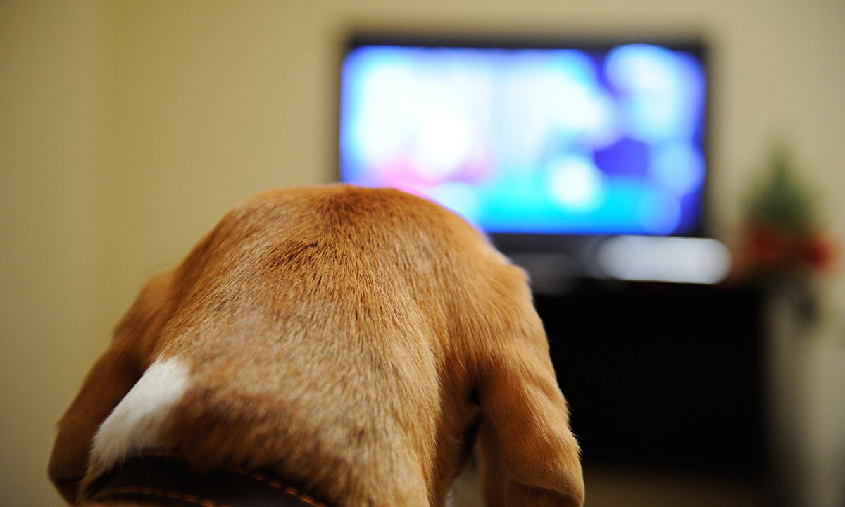 Zostawiasz psu włączony telewizor? Psychologia mówi wprost