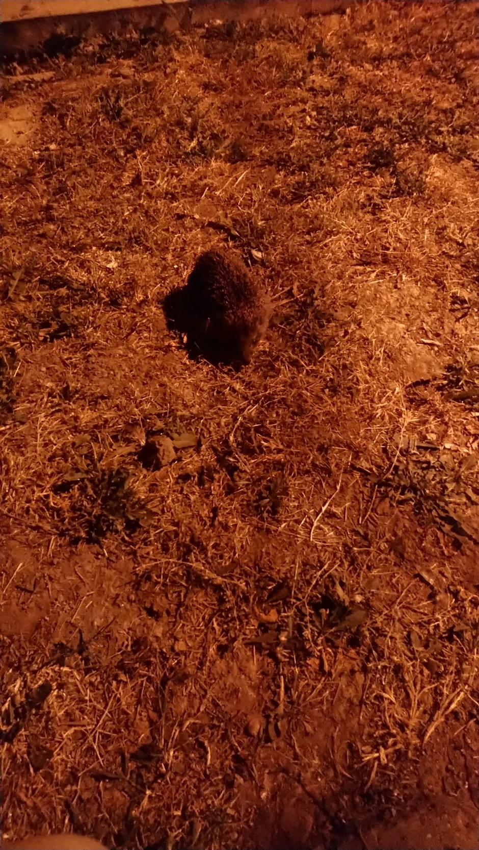 Ježić na Novom Beogradu