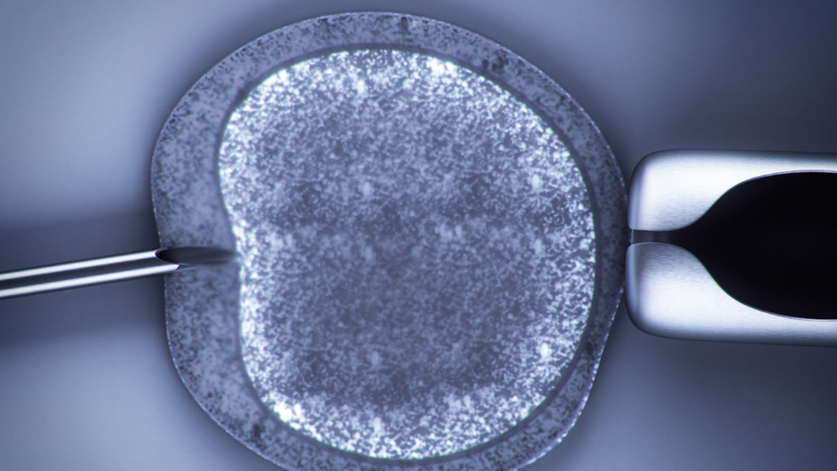 Samorząd Częstochowy, który od kilku lat realizuje miejski program in vitro, w najbliższym czasie zdiagnozuje aktualne potrzeby związane z realizacją tej procedury. Ma to związek ze znacznie większym niż zakładano zainteresowaniem tegoroczną edycją programu.