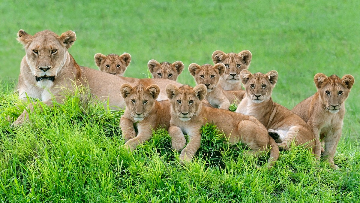 Say Cheese: The Perfect Lion Family Portrait