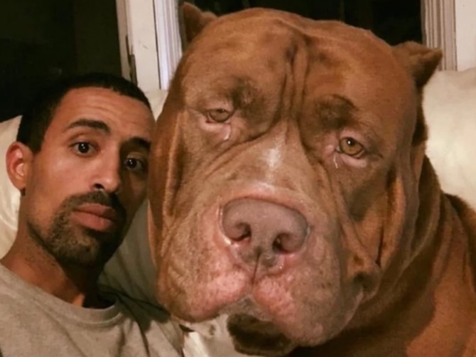 Hulk je najveći pitbul na svetu i zastrapujućih je dimenzija: Prizor je šokantan!