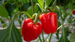 jak sadzić paprykę do gruntu? co dać pod paprykę przy sadzeniu? jak głęboko sadzić paprykę?