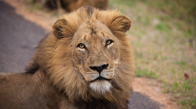 Széttépte gondozóját egy állatkerti oroszlán / Illusztráció: Northfoto