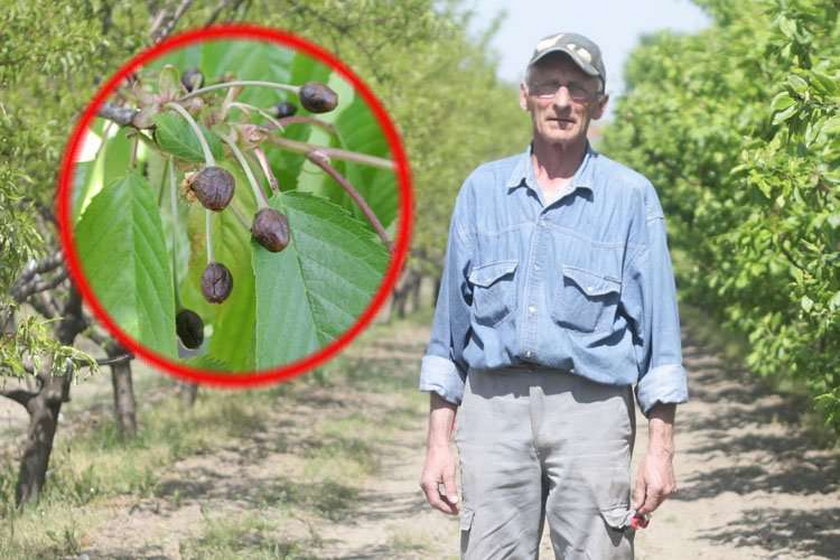 Zamiast plonów czeka mnie bieda