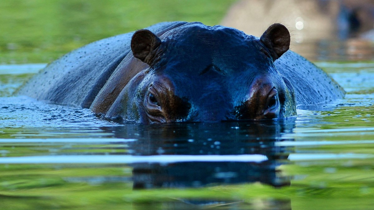 Ilustracija: nilski konj