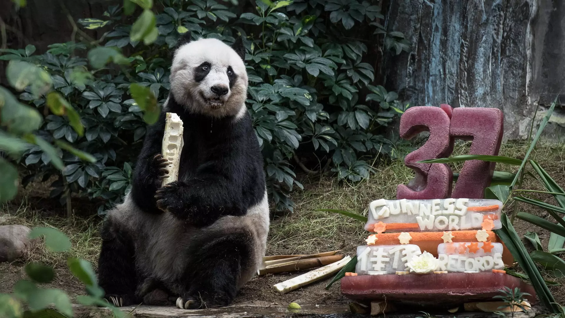 Uśpiono najstarszą pandę żyjącą w niewoli. Na wiek człowieka miała 114 lat