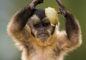 majmun foto reuters (5)