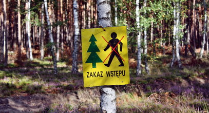 Plaga groźnych owadów w Polsce. Ludzie po zmroku nie wychodzą z domu, lasy zakazują wstępu