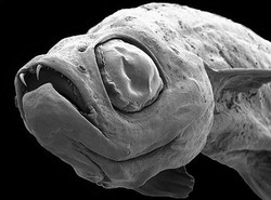 Rybka zwana drakulą oszukała ichtiologów