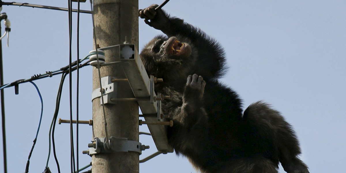 Male chimpanzee Chacha screams after escaping from nearby Yagiyama Zoological Park as a man tries to capture him in Sendai