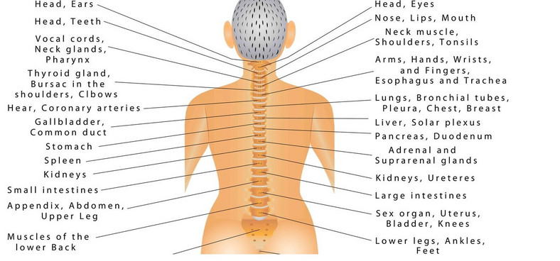 Przyjrzyjcie się zdjęciu, które przedstawia związek kręgosłupa z poszczególnymi organami