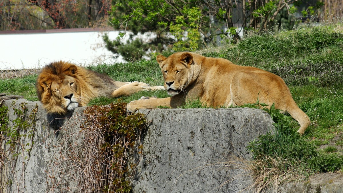 Koronawirus. Warszawa: zoo znów otwarte. Są jednak ograniczenia