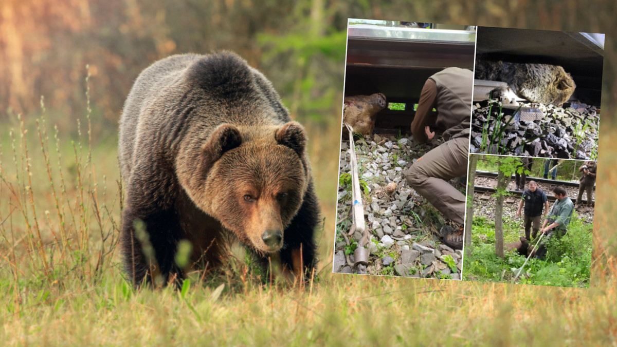 Niedźwiedź zginął pod kołami kolejki wąskotorowej w Tatrach. Biegł za samicą