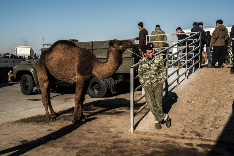 Sprzedaż wielbłądów na targu Ałtyn Asyr pod Aszchabadem. To piąty największy targ w Azji 