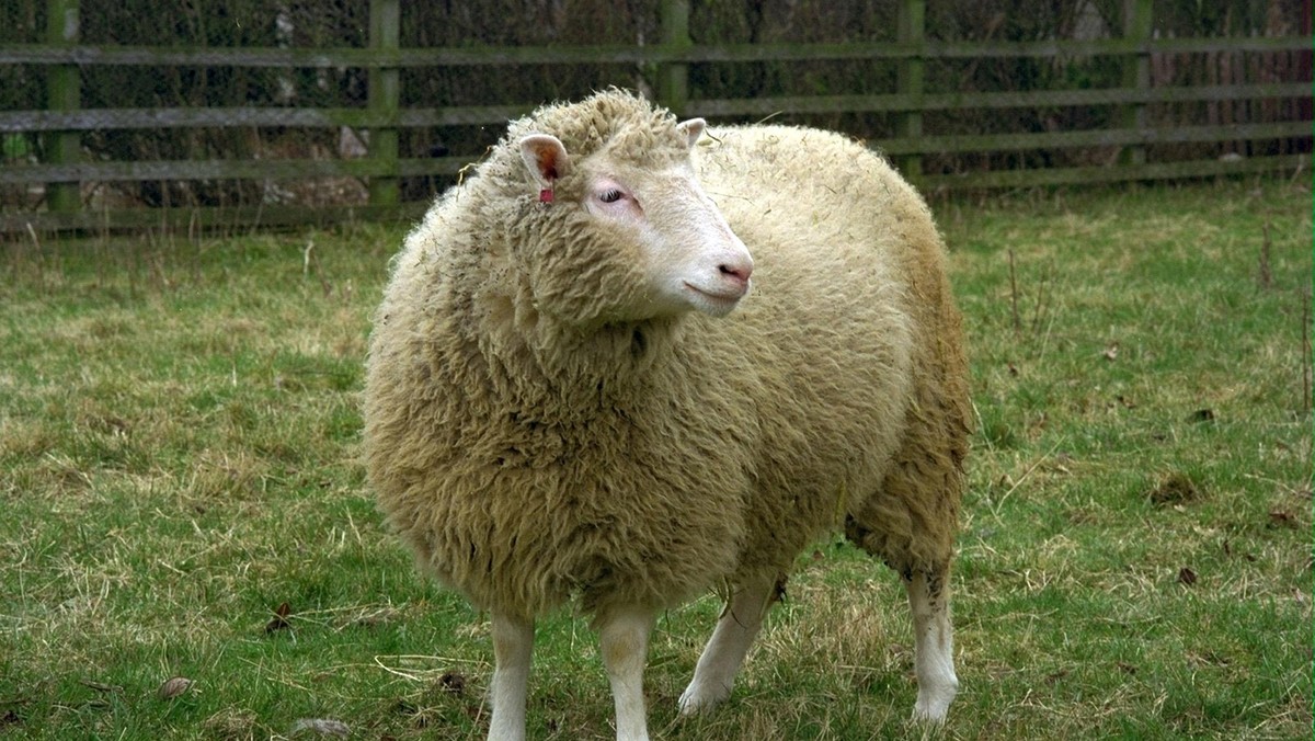 Dolly the Sheep