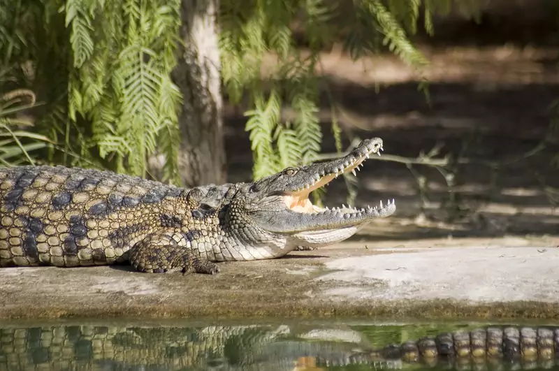 Dzień na farmie krokodyli to przygoda, o której będziecie opowiadać latami, Getty Images