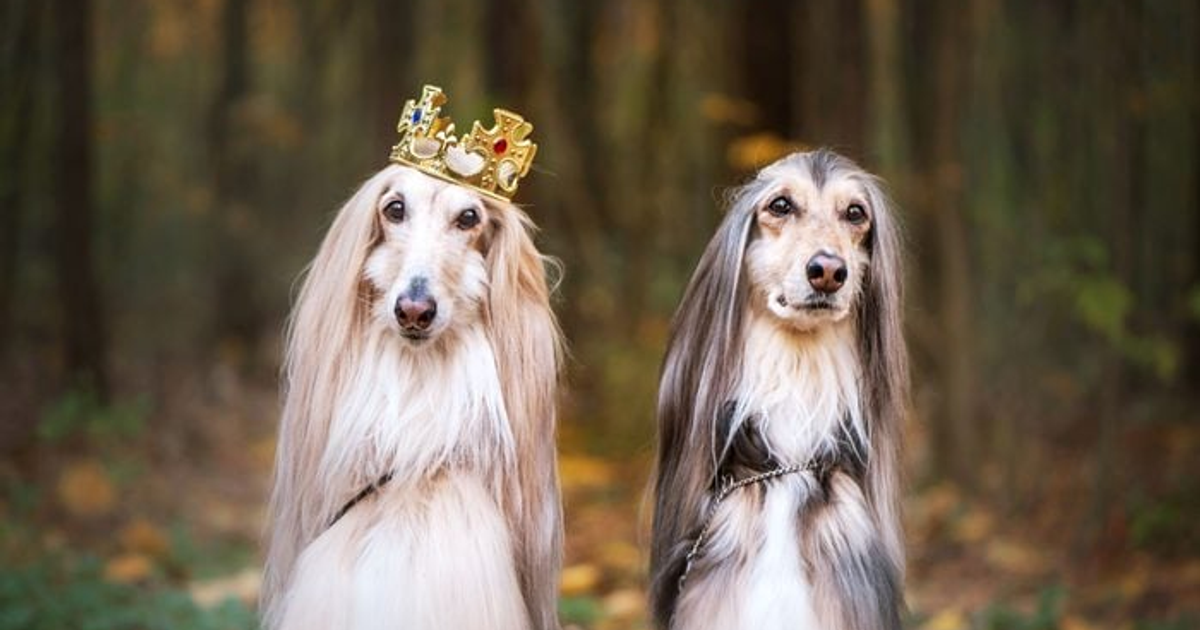 5 most expensive dog breeds that cost millions