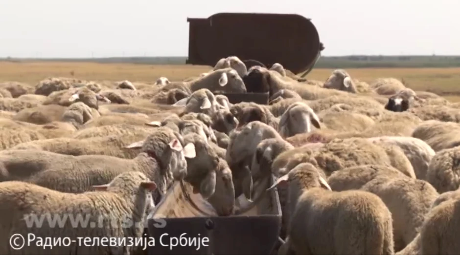 pastiri susa 08 foto Screenshot RTS