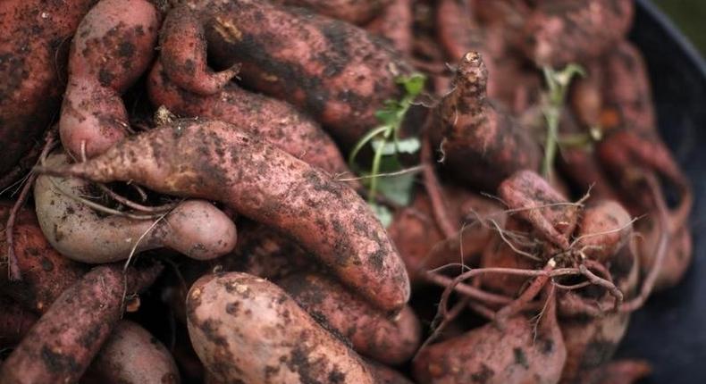 Freshly harvested sweet potatoes are shown in a basket after they were picked during the fall harvest of the White House Kitchen Garden at the White House in Washington, October 20, 2010 