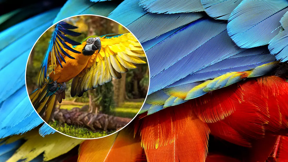 Naukowcy znaleźli w piórach ptaków ukryty wzór