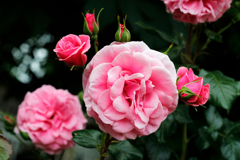 Odżywki do róż powinny być bogate w azot, który pobudza rośliny do wzrostu i poprawia strukturę gleby