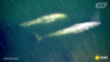 Para wielorybów na wybrzeżu Kalifornii przyciągnęła tłumy gapiów