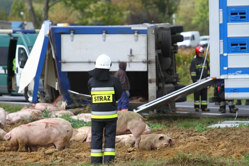 Wypadek ciężarówki ze świniami w Dębnie