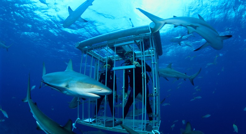 Scuba divers observe sharks from a shark tank in the Bahamas. Not the boy in question.Stephen Frink/Getty Images