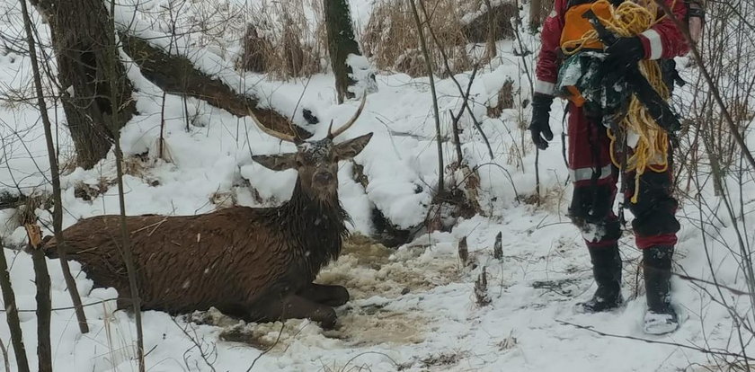 Lód załamał się po jeleniem