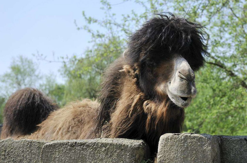 Wielbłąd w zoo