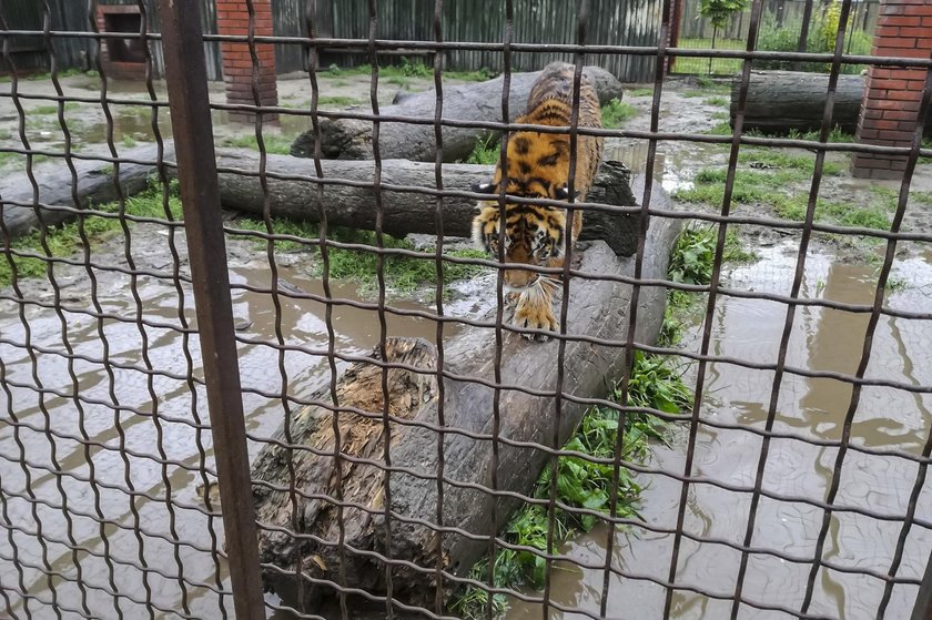 Tragiczna sytuacja zwierząt w hodowli pod Śremem. Brodzą w wodzie i odchodach