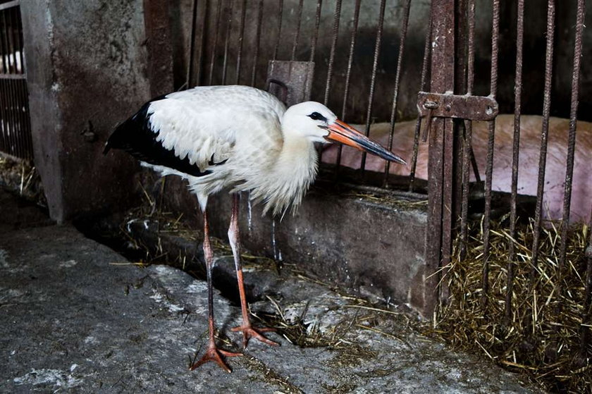 Jak bociek Kuba pokochał pana Jana