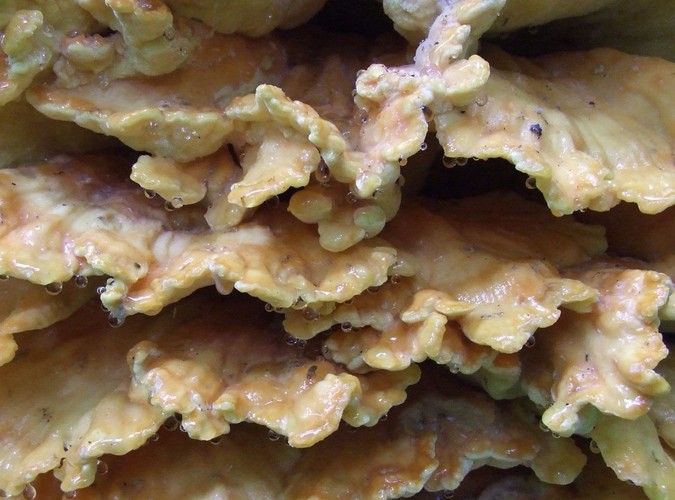 Uroki Puszczy Białowieskiej © www.tydecydujesz.org Fot. Jacek Winiarski