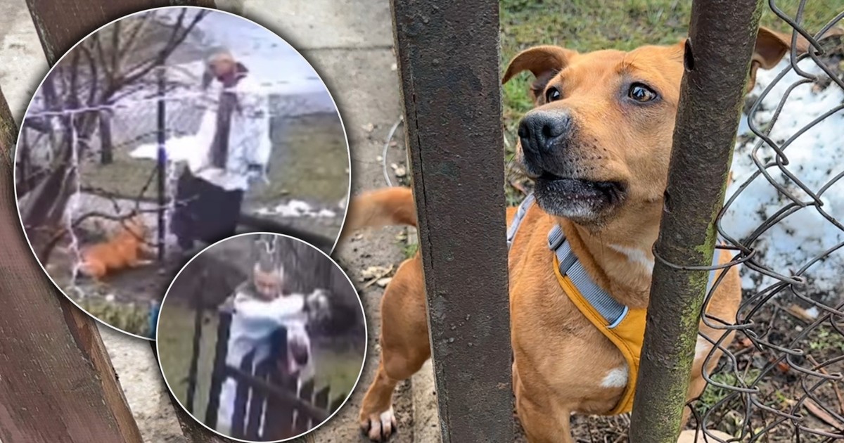 Powinien być wzorem, kopał psa, rzucał kamieniem. Prokuratura uznała, że grzywna wystarczy