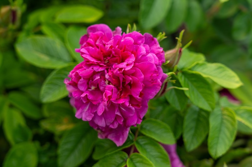 Rosa rugosa Hansa, pełny kwiat