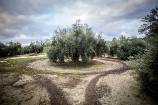Susza w Hiszpanii. Rząd Katalonii zapowiedział wprowadzenie stanu nadzwyczajnego od stycznia