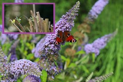 Jak przygotować budleję do zimy? Uważaj, ten jeden zabieg może zniszczyć krzew