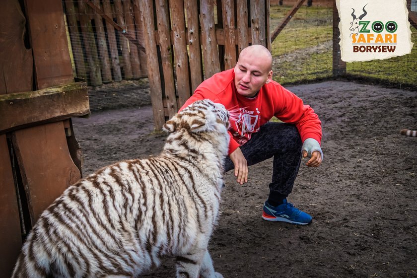 Artur Szpilka i Andrzej Wawrzyk bawili się z tygrysami