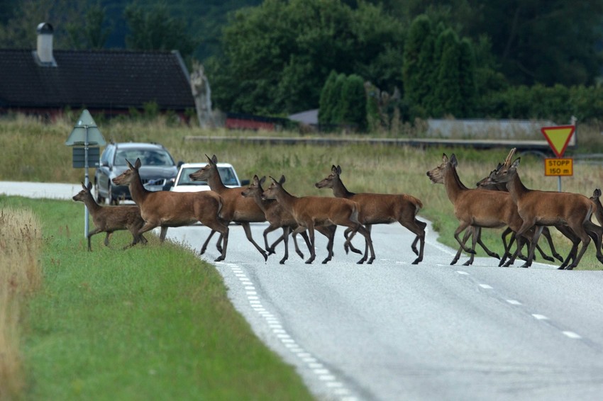 Krdo jelena  na putu - ilustracija