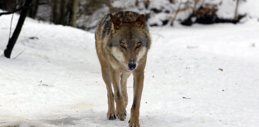 Gmina Deszczno ostrzega przed wilkami. "Prosimy o zachowanie szczególnej ostrożności"