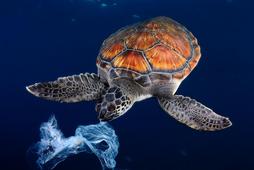 Green sea turtle trying to eat a plastic bag,It seems a jellyfish. Shot made between 3 and 4 metres 