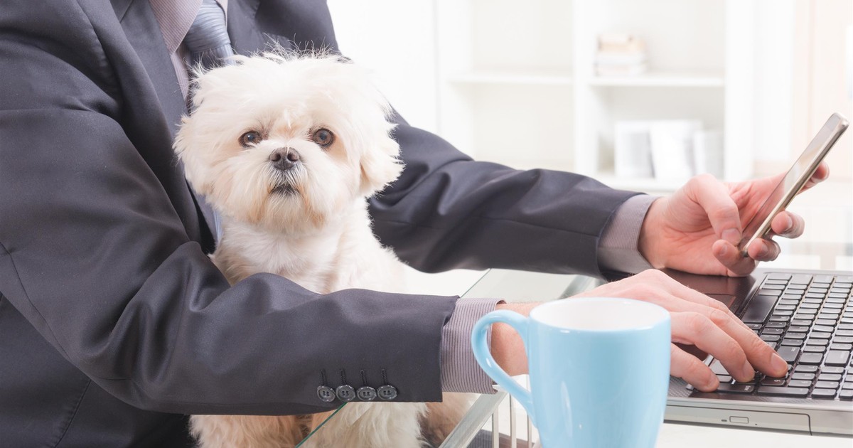 Czy można zabrać psa do biura? Państwowa Inspekcja Pracy wyjaśniła tę sprawę