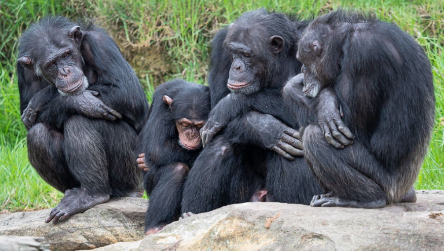 Nagrania szympansów ujawniają nieznany "język", fot. Marc Dalmulder/ Flickr/ CC BY 2.0