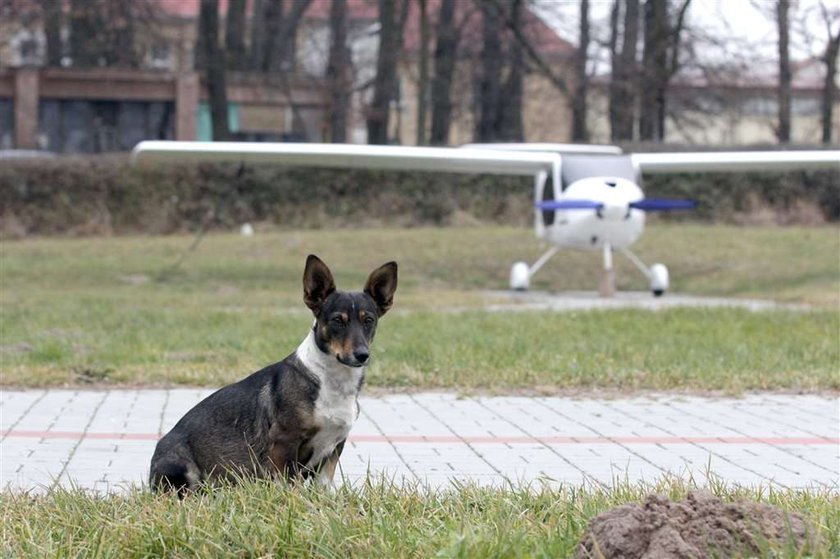 Piesek zamieszkał na lotnisku