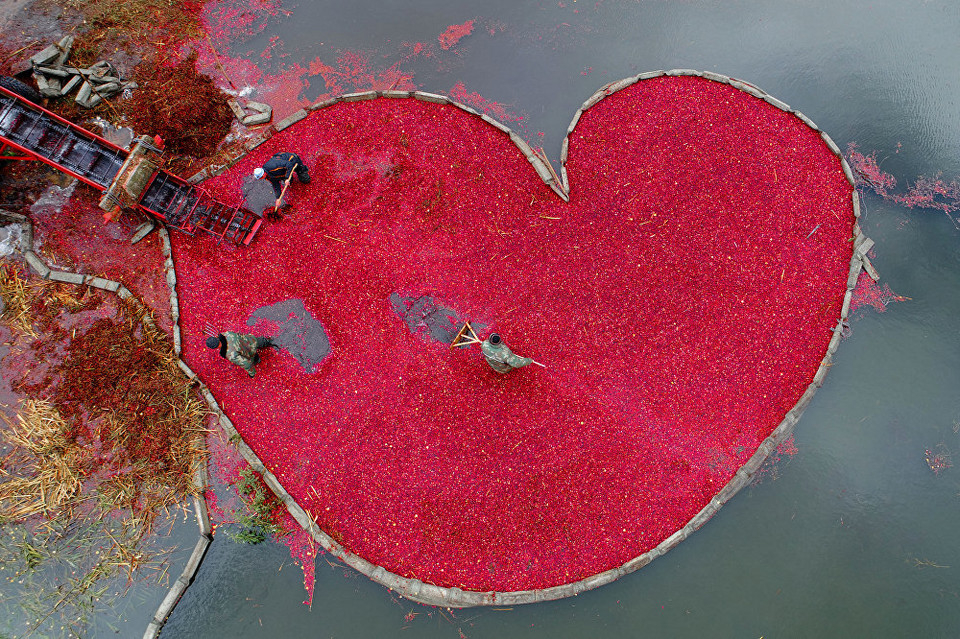 "Cranberry heart", Sergei Gapon